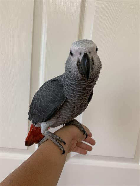 an african grey chanel|Chanel the african grey parrot.